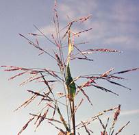 http://extension.missouri.edu/explore/images/ipm1007panicum03.jpg